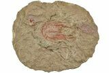Bargain, Red Selenopeltis Trilobite - Fezouata Formation #233435-1
